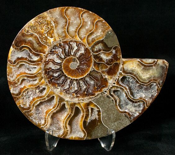 5.3" Crystal Filled Ammonite Fossil (Half) For Sale (15986